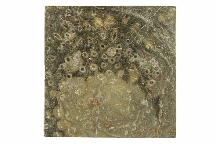 Polished Fossil Rugose Coral Slab - Morocco #276192
